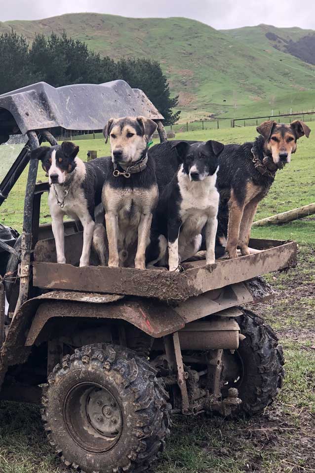 02-Gallery---Doggies-